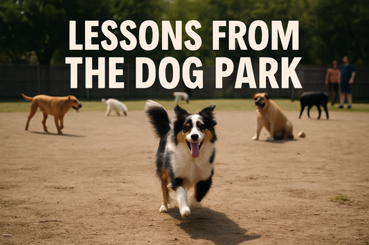 The Dog Park Playbook: Lessons in Authenticity, Energy, and Consistency
